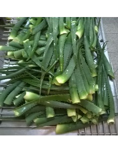 1 kg de folhas Aloe Vera...