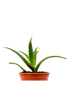 1 planta jovem Aloe vera...