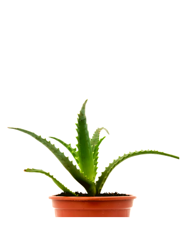 1 planta jovem Aloe vera Arborescens...